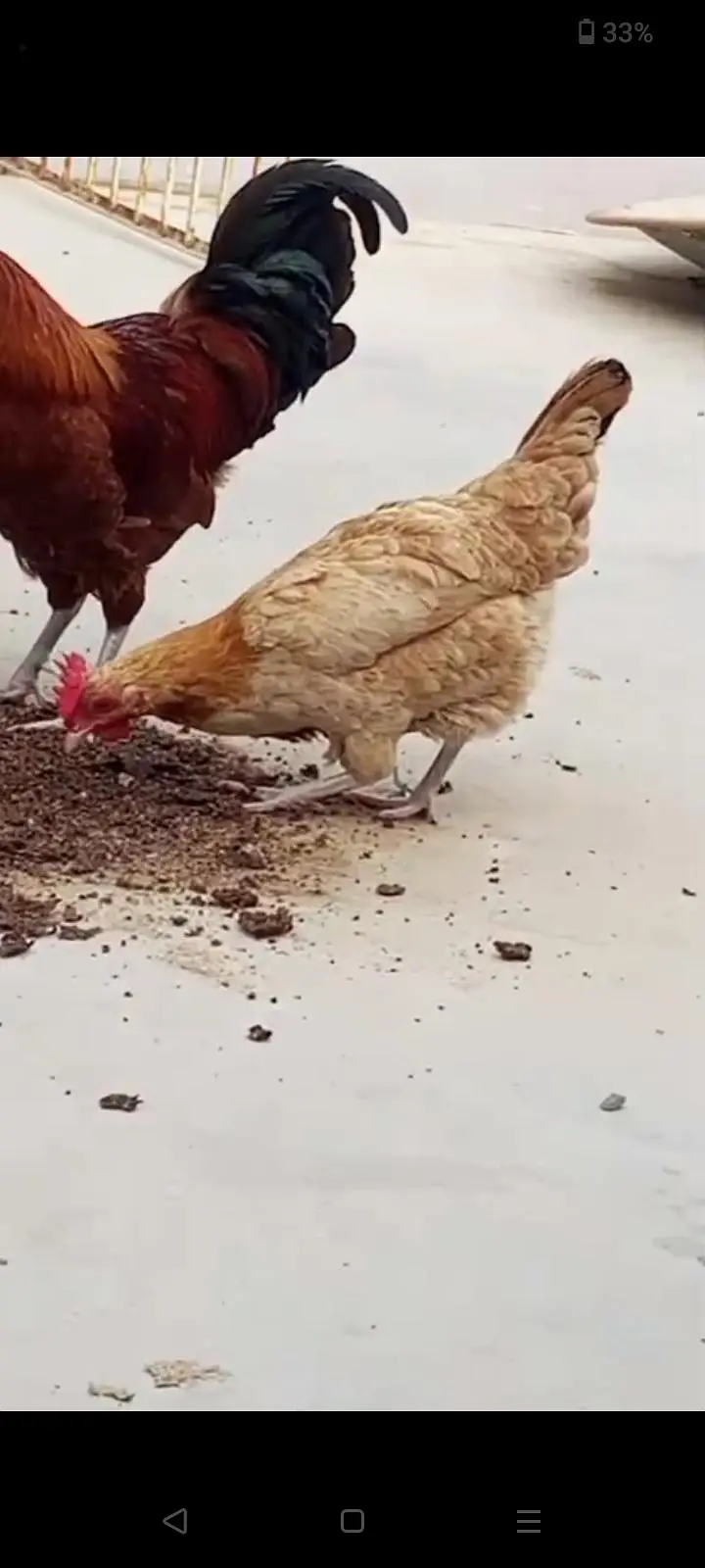 Golden Misri young hens Eggs lying — photo 2