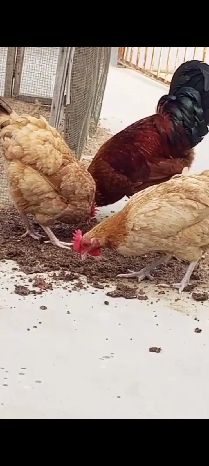 Golden Misri young hens Eggs lying — photo 3