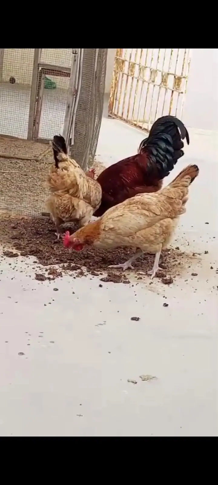 Golden Misri young hens Eggs lying — photo 4