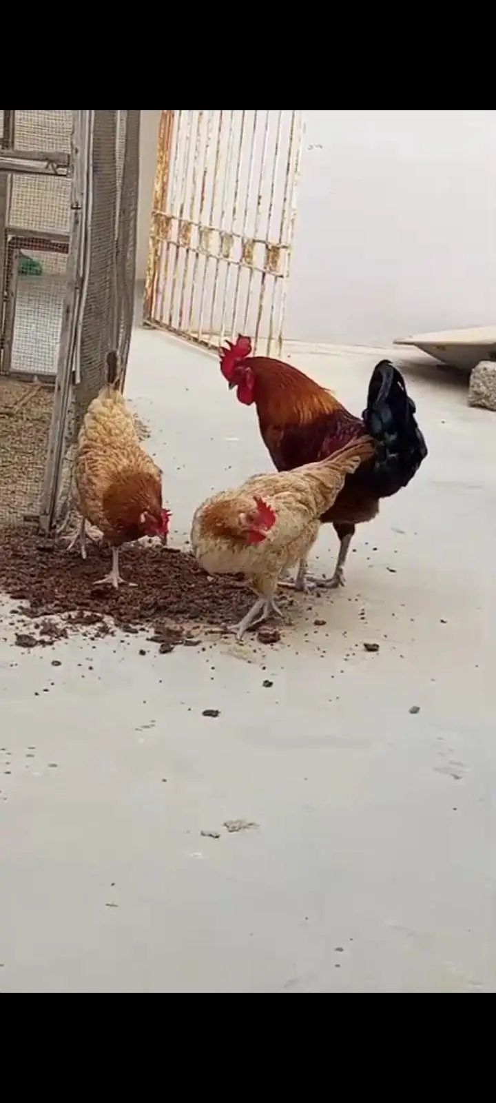 Golden Misri young hens Eggs lying — photo 5