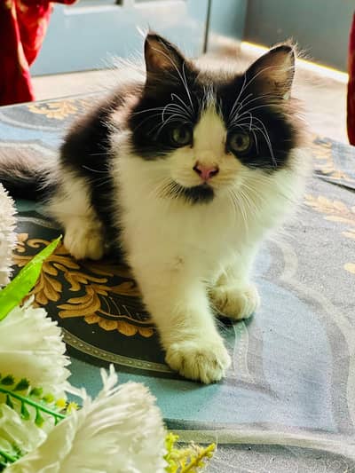 Cat Baby