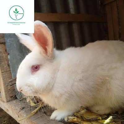 Rabbit (pur newzland white) 10 pair far sale.