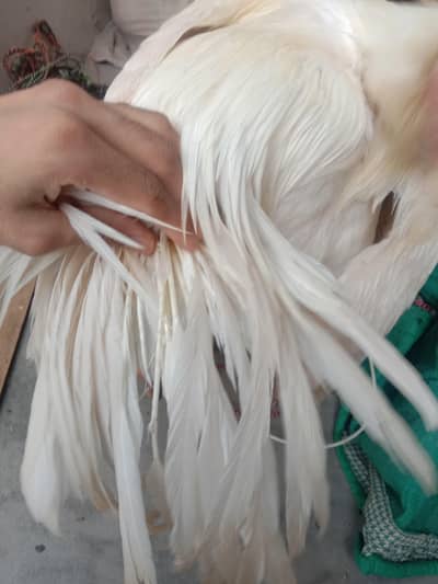 parot beak male for sale WhatsApp 03332745762