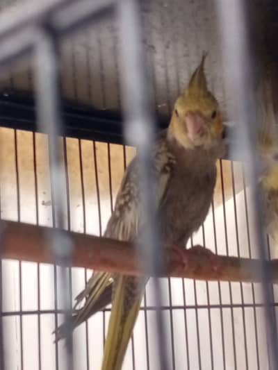 pearl cockatiel