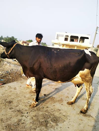 taza soi gaay jarsi freezen cross  milk 18 liter saath wach wattsap no