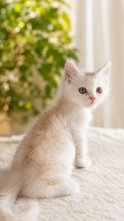male female kittens