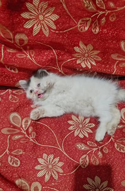 persian kitten for sale.