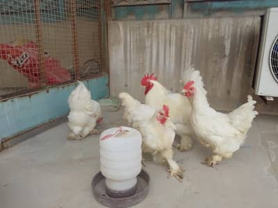 white heavy buff Cochin chickens 1+3set breeder