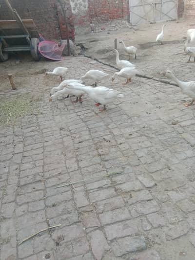 big ducs