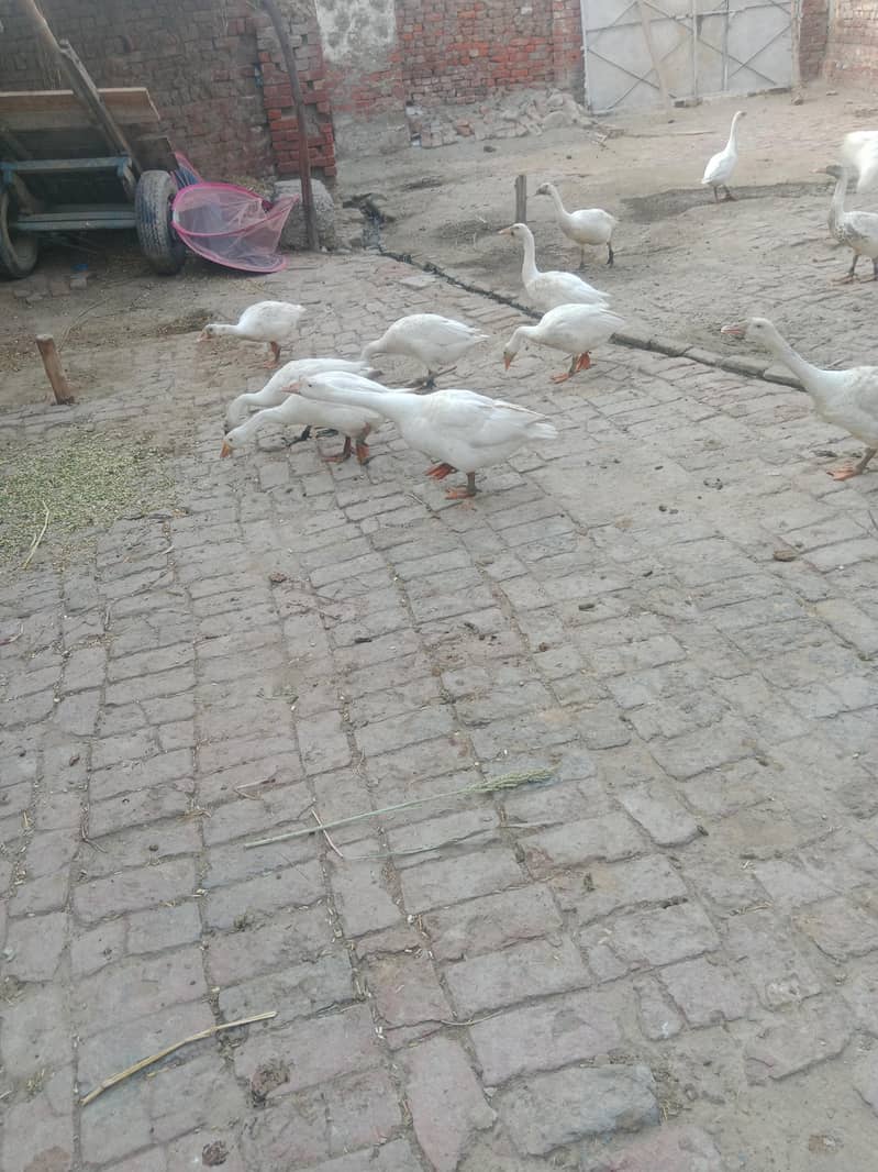 big ducs 0