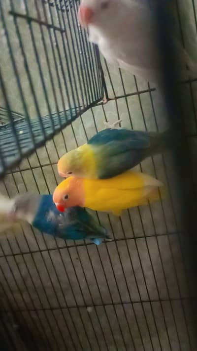 parrot's for sale in reasonable price