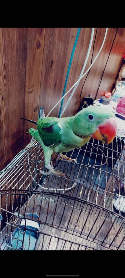 raw parrot