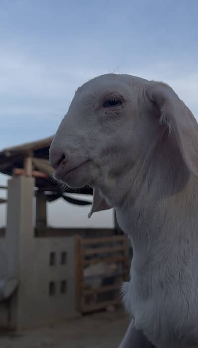 Gulabi bakra bacha 2027