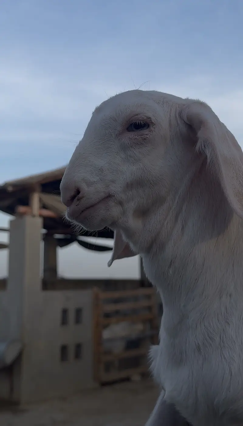 Gulabi bakra bacha 2027