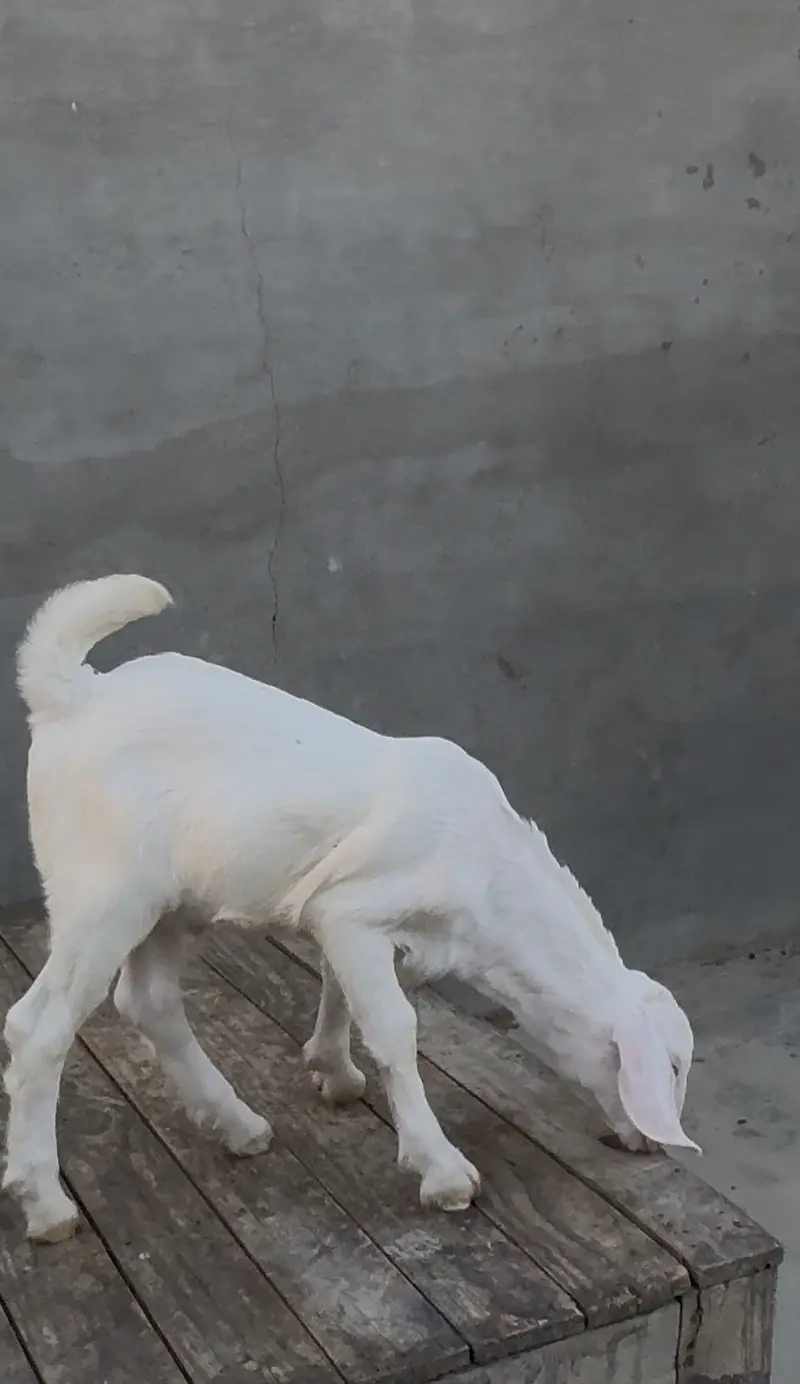 Gulabi bakra bacha 2027 — photo 2