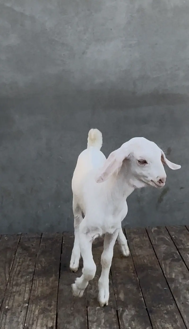Gulabi bakra bacha 2027 — photo 3