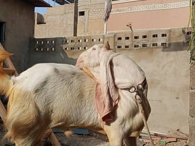 pure gulabi heavy structure
