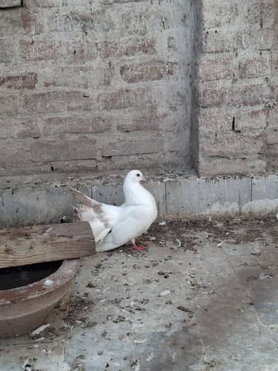 American lucky pigeon brown tale female