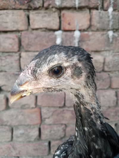 pure pakoya black eyes 2 male