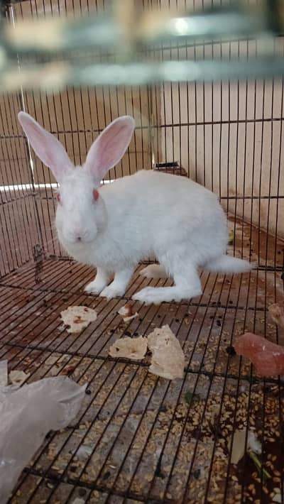 Angora rabbit's and bunny's 500