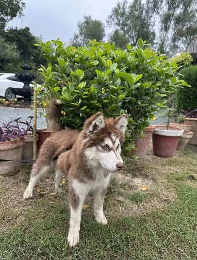 Pure siberian Husky ( Brown White )