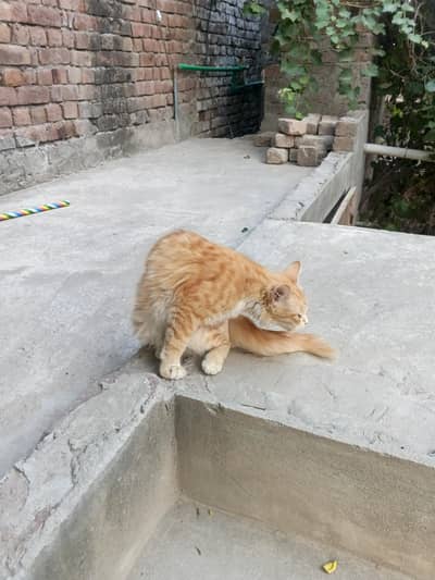 cat for sale