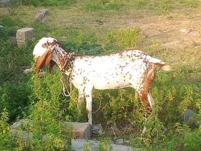 goats urgent sale 03705586742