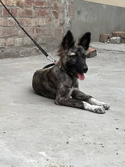 dutch shepherd, dog ,shepherd