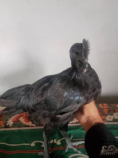ayam cemani pair for sale