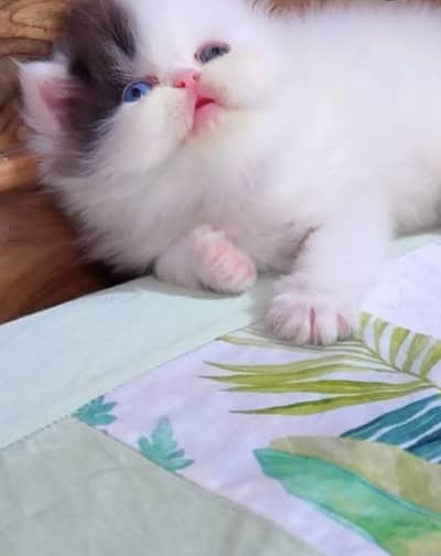 Quality Persian Punchface cat & kitten. moreWhatsApp 03311142765