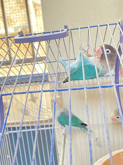 Fisher parrot 