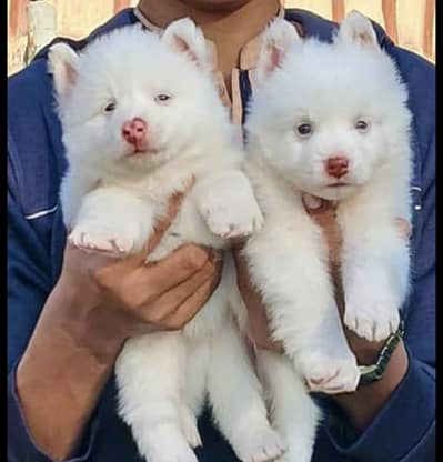 Russian dog puppies 0344*6933885