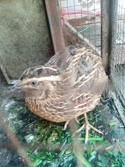 Irani teeter for sale