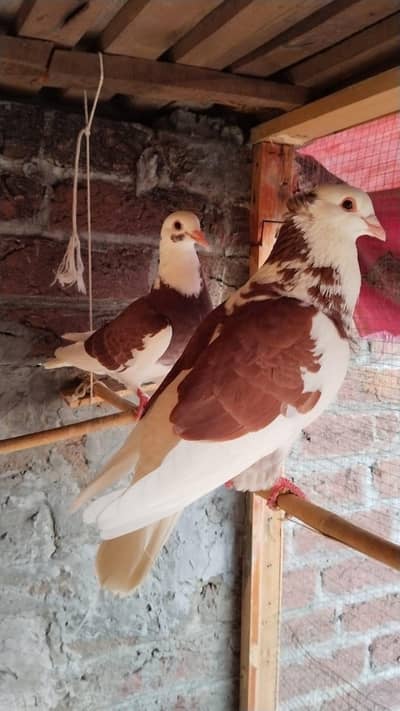 fancy qasid pair exchange with lucky pigeons