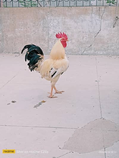 Misri cock age 1 year