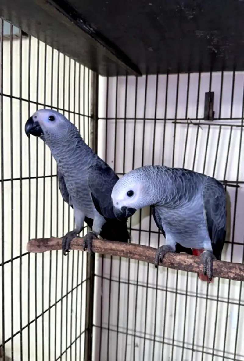 African grey parrot handtame talking — photo 2