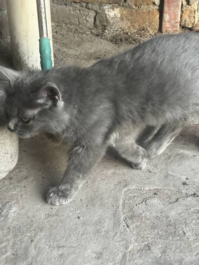 Gray Persian male for sale