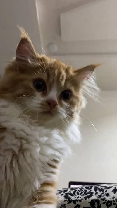 Persian cat triple coat
