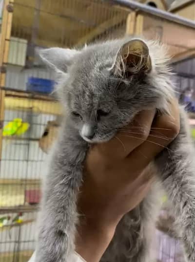 health cute beautiful cat