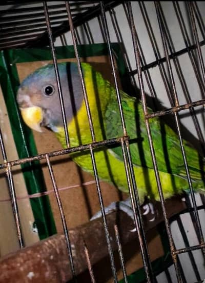 plum headed parrot cage