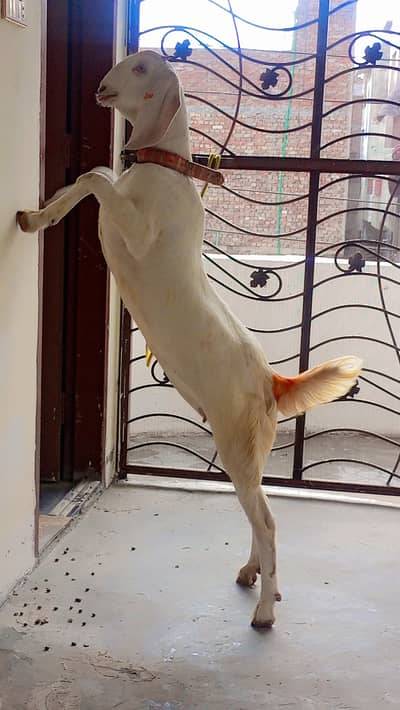 Bakra / Bakri / bakry ka bacha / goat