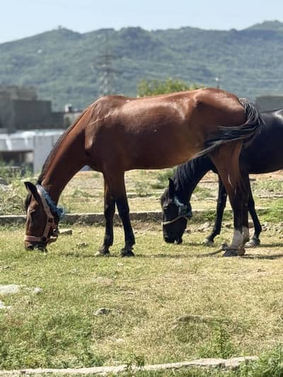 Thorough cross breeder female horse
