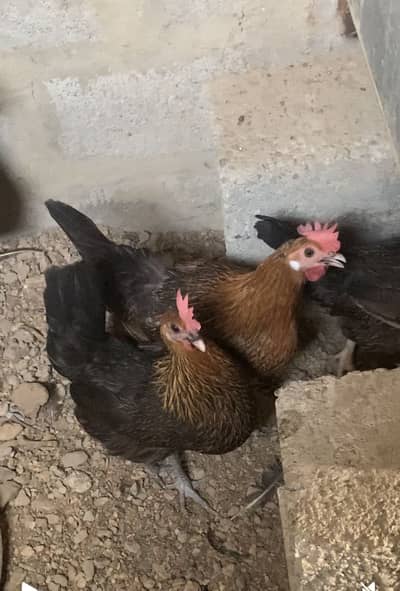 Misri pair (Egg laying chicken and vacinated)