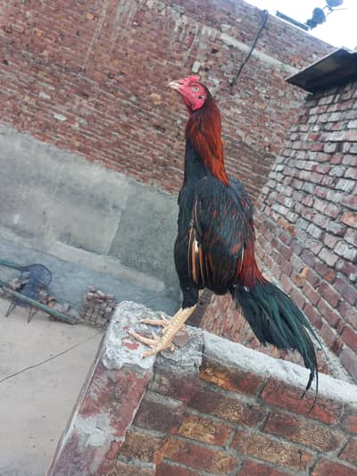 Pure Pakistani Aseel.