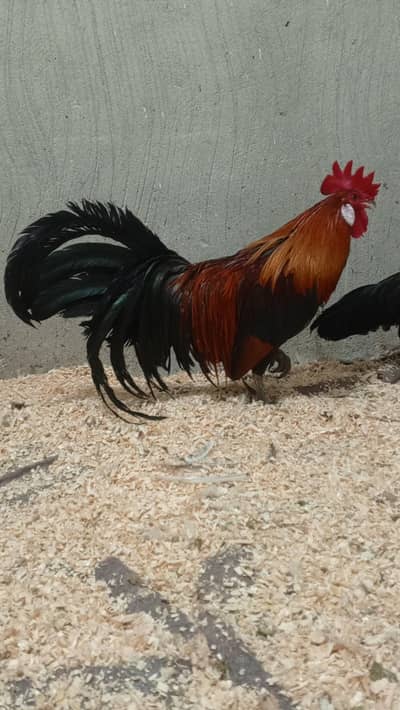 onagadori Phoenix breeders