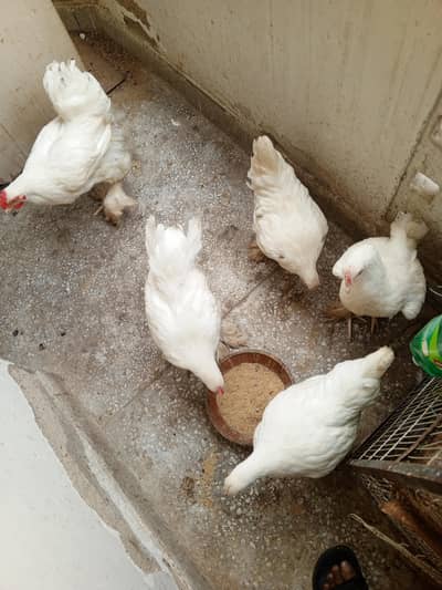 white heavy cochin / mix color males