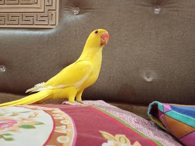 YELLOW RINGNECK 5 months.  HEALTHY ACTIVE SMART BEAUTIFUL  100. PERCENT