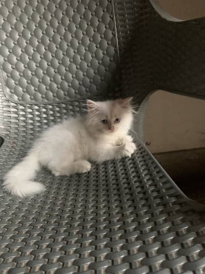 Persian kitten