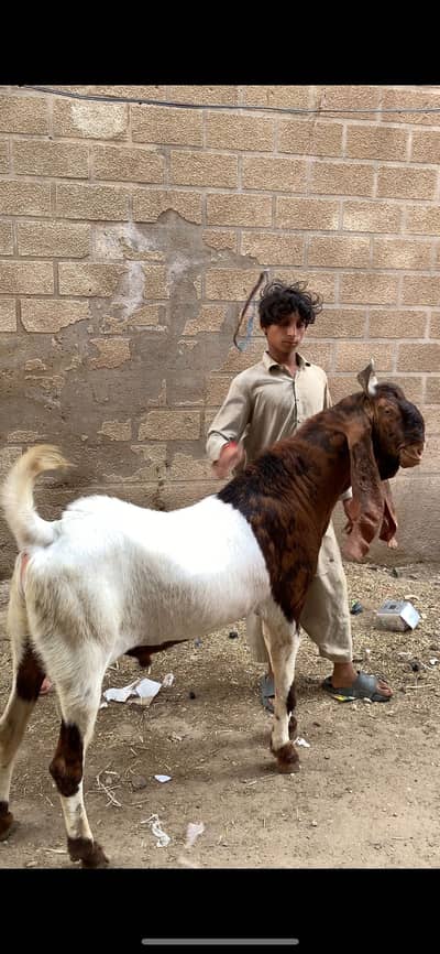 pure Pateri breeder male