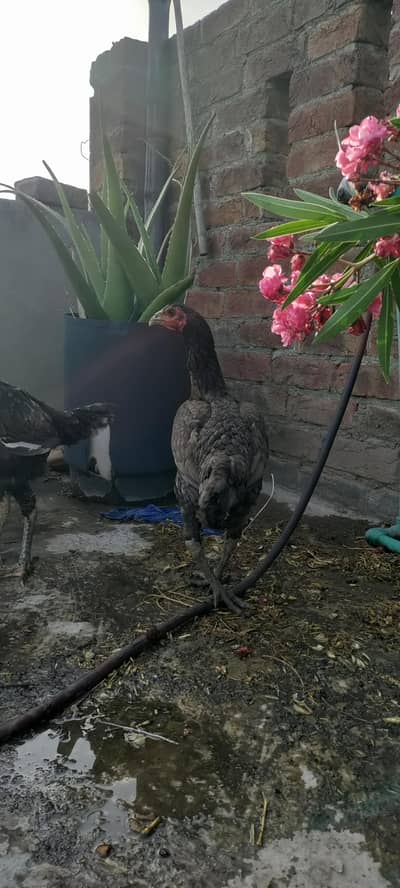 Pure Aseel burmi hens (murgiyan)
